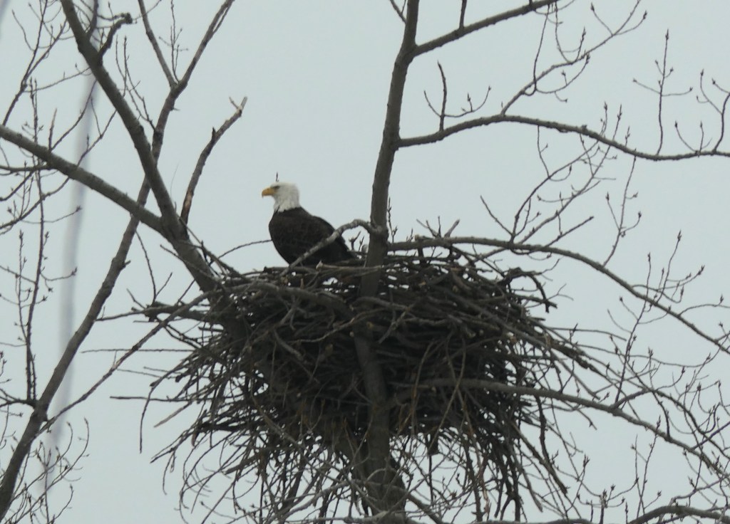 Bald Eagle in nest